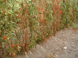 enfermedades del tomate